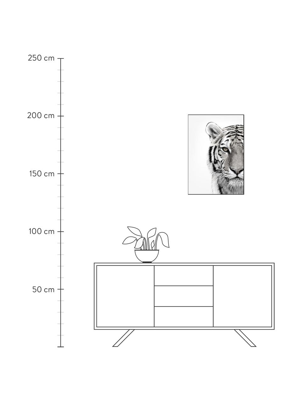 Digitálna tlač s rámom White Tiger, Čierna, biela, Š 50 x V 70 cm