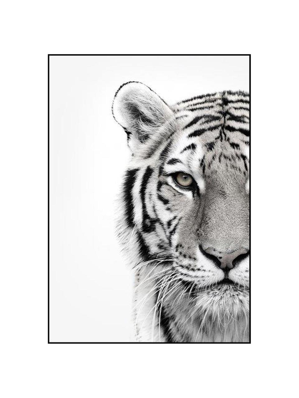Gerahmter Digitaldruck White Tiger, Bild: Digitaldruck auf Papier (, Rahmen: Hochdichte Holzfaserplatt, Schwarz, Weiss, B 50 x H 70 cm