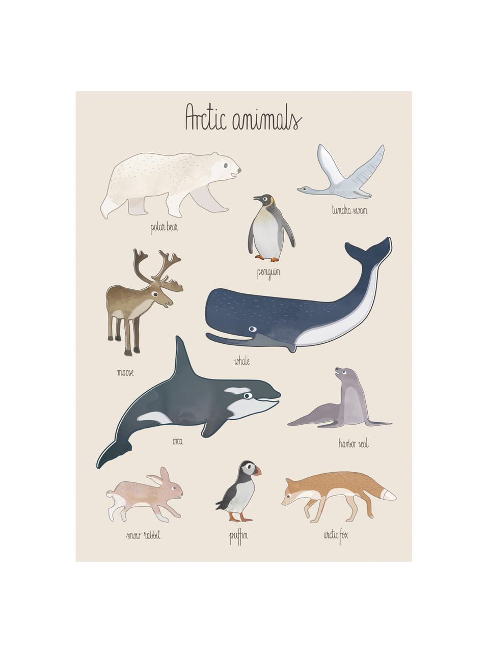 Poster Arctic Animals, Kunstdruckpapier, 250g/m², Mehrfarbig, 50 x 70 cm