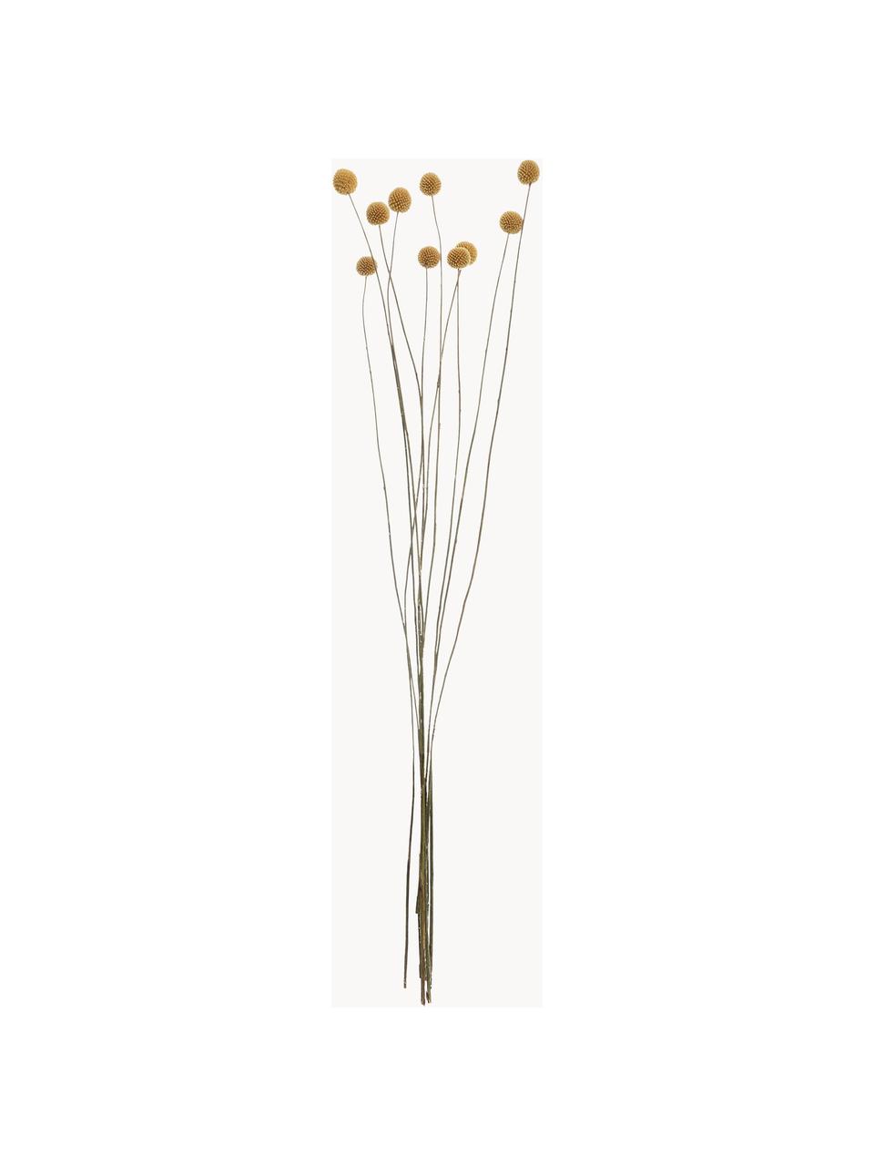 Trockenblumen Flower Market aus Craspedia, Getrocknete Blumen, Gelb, H 70 cm