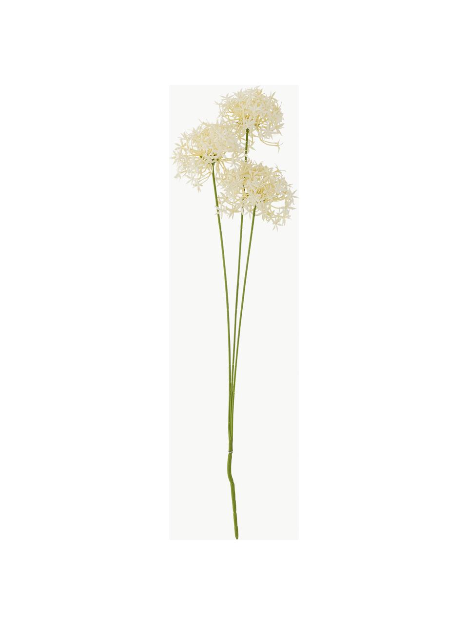 Fleur artificielle Allium, Plastique, métal, Blanc crème, vert, long. 64 cm