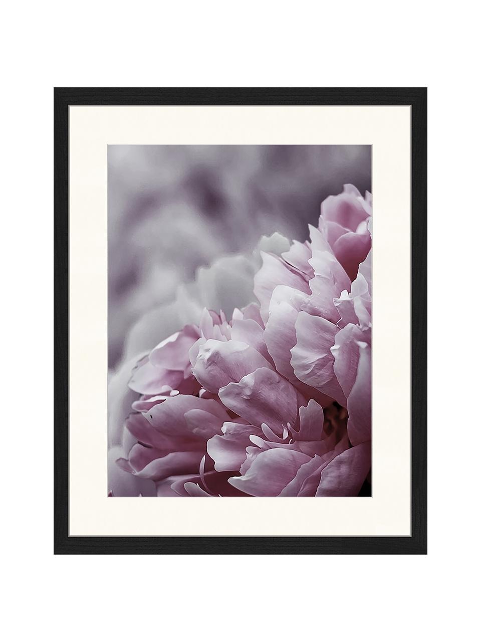 Ingelijste digitale print Pink Flower, Afbeelding: digitale print op papier,, Lijst: gelakt hout, Multicolour, B 43 cm x H 53 cm