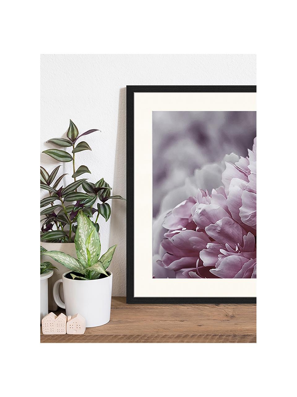 Ingelijste digitale print Pink Flower, Afbeelding: digitale print op papier,, Lijst: gelakt hout, Multicolour, B 43 cm x H 53 cm