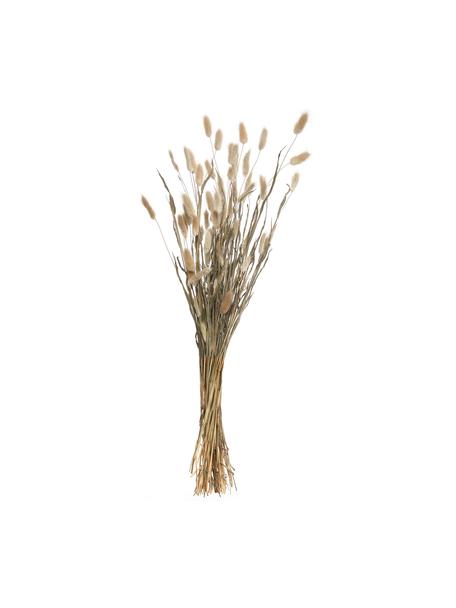 Flores secas Lagurus, Flores secas, Beige, verde, L 70 cm