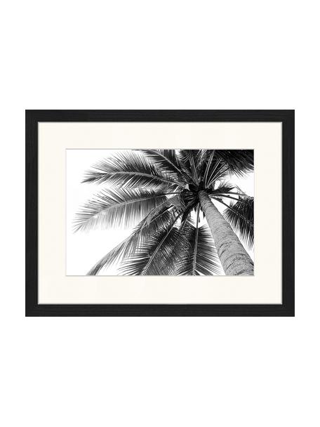 Oprawiony druk cyfrowy Coconut Palm Tree, Czarny, biały, S 43 x W 33 cm