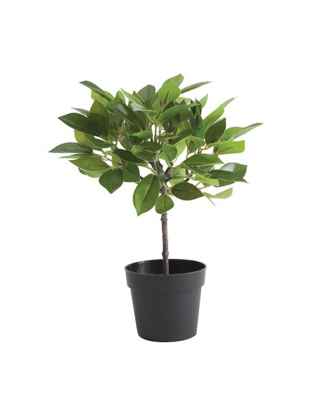 Umělá rostlina Anubias, Umělá hmota, Zelená, černá, Ø 20 cm, V 27 cm