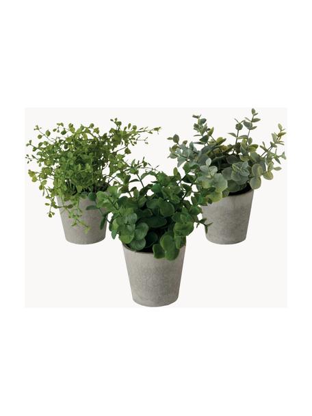 Set de plantas artificiales con maceta Timothy, 3 uds., Plástico, Verde, gris, L 18 cm