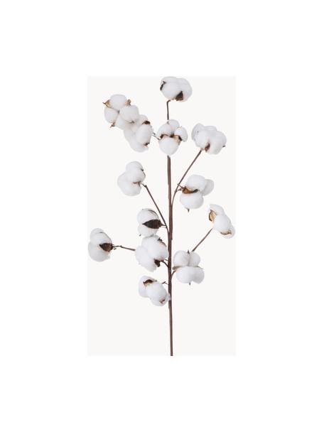 Ramo decorativo Baumwolle, Fibra naturale, poliestere, carta, Marrone, bianco, Lunghezza 68 cm