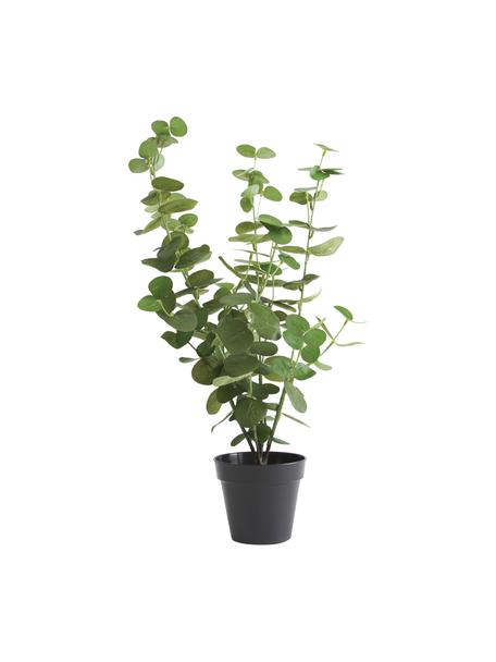 Dekoracyjna roślina Eucalyptus, Tworzywo sztuczne, Zielony, czarny, Ø 22 x W 55 cm