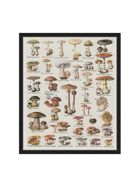 Stampa digitale incorniciata Mushroom Vintage Poster, Immagine: stampa digitale su carta,, Cornice: legno verniciato, Multicolore, Larg. 53 x Alt. 63 cm