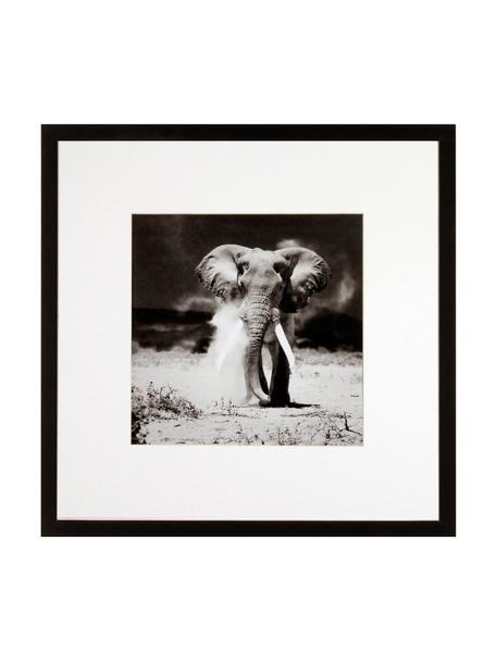 Stampa digitale incorniciata Elephant, Immagine: stampa digitale, Cornice: telaio in materiale sinte, Elefante, Larg. 40 x Lung. 40 cm
