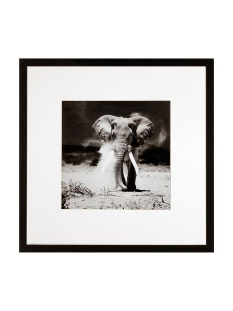 Impresión digital enmarcada Elephant, Negro, blanco, An 40 x Al 40 cm