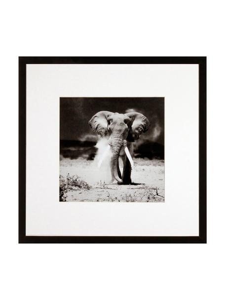 Ingelijste digitale print Elephant, Lijst: kunststofframe met glas, Zwart, wit, B 40 x H 40 cm