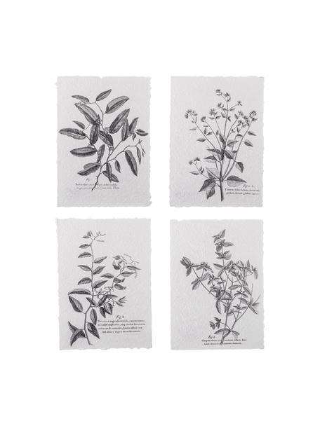 Affiche botanique Fribo, 4 élém., Papier, Noir, blanc, larg. 26 x haut. 35 cm
