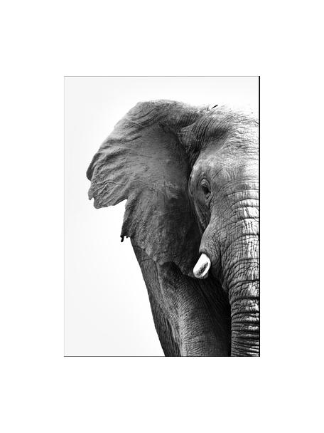 Impression numérique encadrée White Elephant, Noir, blanc, larg. 30 x haut. 40 cm