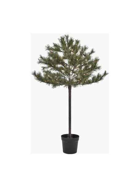 Sapin de Noël avec lumières LED et fonction minuterie Peuce, Vert foncé, Ø 96 x haut. 150 cm