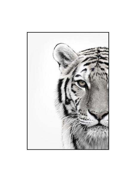 Oprawiony druk cyfrowy White Tiger, Czarny, biały, S 50 x W 70 cm