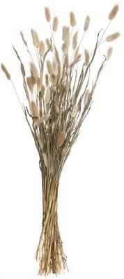 Trockenblumen Lagurus Gras