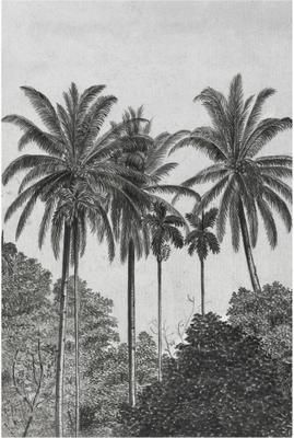 Papier peint photo Palms