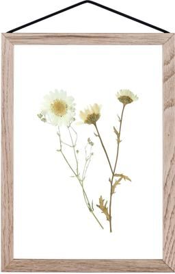Marco Frame