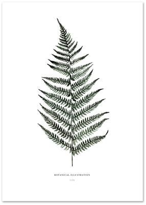 Poster Fern
