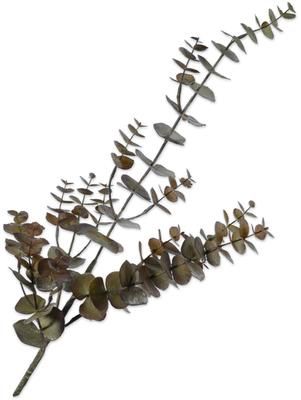Kunsttak Eucalyptus, bruin