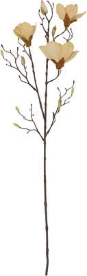 Dekoracyjna magnolia