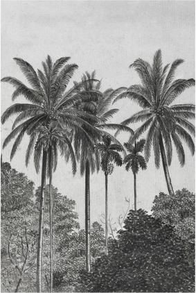 Papel pintado Palms